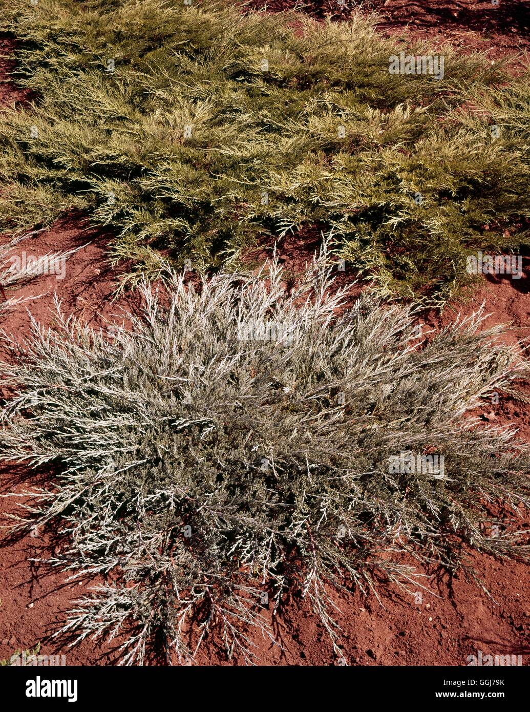 Juniperus horizontalis - `Hughes' with J. sabina `Arcadia' behind   CON055454     Photos Horticultur Stock Photo